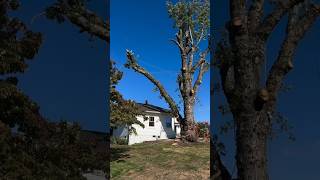 Man Saves His House from Falling Tree shortsvideo [upl. by Aohk]