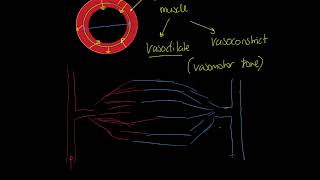 OCR Alevel PE Vasomotor Control and Vascular Shunt [upl. by Priscella]