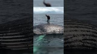 Whales Can be Dangerous😱🐋 ഒരിക്കലും ഈ തെറ്റ് ചെയ്യരുത്🤯 shorts [upl. by Latona338]