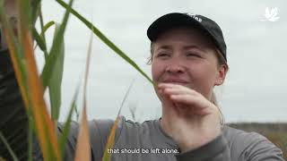 Controlling invasive phragmites australis [upl. by Ynaffi631]