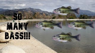 How to catch BASS at HANSEN DAM So many BASS [upl. by Dorisa]