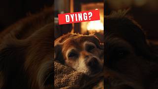 Signs That Your Dog Is Dying [upl. by Atsev972]