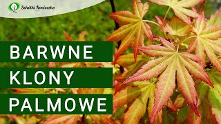 Klony Palmowe  Uprawa Wymagania Odmiany Acer palmatum [upl. by Sanoy]