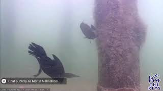 Cormorant Caught on Underwater Camera [upl. by Garibold]