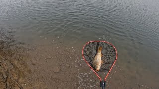 Glenbawn Dam Carp fishing with a good mate [upl. by Si81]