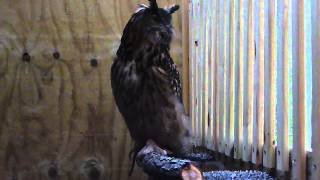 Eurasian Eagle Owl Hooting [upl. by Youngman440]