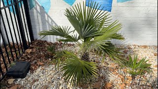 Rehoboth Beach Lewes Delaware Palm Trees Fall 2024 [upl. by Dippold123]