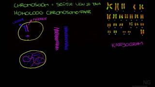 91  Chromosoom chromatide etc [upl. by Ahsila]