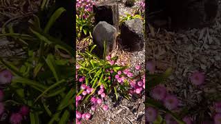 Botanical gardens shortvideo sydney australia [upl. by Julita]