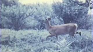 Deer at Clyde River 1939 pt 2 of 2 [upl. by Crystie]