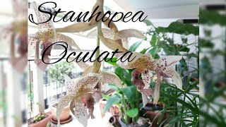 Stanhopea oculata flowers openingSeptember 2017 [upl. by Suanne]