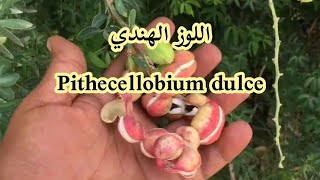 شجرة اللوز الهندي Pithecellobium dulce [upl. by Wester]