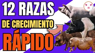 😲 12 razas de CERDOS que CRECEN RÁPIDO 🏆 [upl. by Alva998]