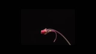 Pinguicula laueana flower timelapse [upl. by Colt]