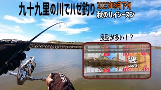 今年は良型が多い？秋のハゼ釣り【千葉県九十九里河川】 [upl. by Worthington]