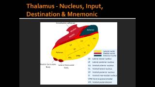 Thalamus  Nucleus Input Destination amp Mnemonic [upl. by Venetia654]