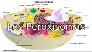 Los Peroxisomas Enzima Catalasa [upl. by Iuq973]