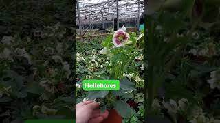 Hemerocallis Hellebores and Liriope liriope horticulture hemerocallis hellebores shortvideo [upl. by Otipaga]