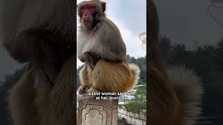 The monkey that runs down the mountain every day to eat shorts shortvideo animals warm [upl. by Nevla623]