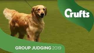 Gundog Group Judging and Presentation  Crufts 2019 [upl. by Cirdnek]