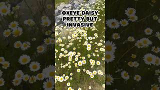 Oxeye Daisy invasive wildflower shorts [upl. by Zzaj]