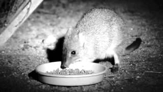 Woylie Bettongia penicillata [upl. by Prudy]