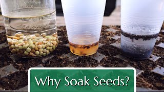 Why Soak Seeds Plain water H2O2 amp more [upl. by Ndnarb]