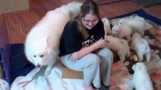 Arctic Diamond Samoyeds Puppies attack Great Uncle Jasper [upl. by Ecirtnahs255]