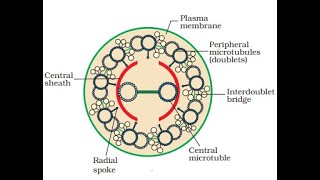 Cilia and Flagella  Structure and Functions of cilia and Flagella  Part 1 [upl. by Kubis]