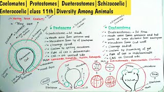 Coelomates Protostomes DueterostomesSchizocoelic Enterocoelicclass 11thDiversity Among Animals [upl. by Lakym290]