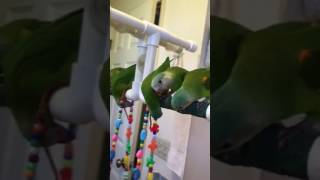 Grey cheeked parakeets Brotogeris pyrrhopterus [upl. by Elyr]