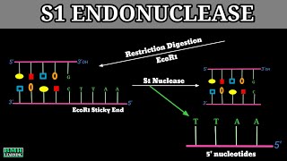 S1 Nuclease  S1 Nuclease Enzyme  Endonucleases  Exonucleases [upl. by Marietta]