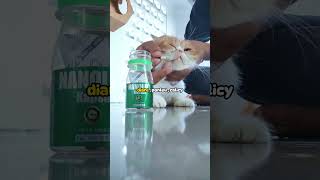 kucing sekarat akibat panleukopenia [upl. by April]