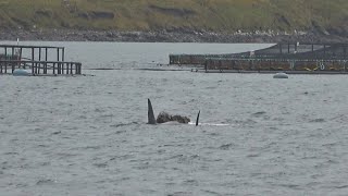 Pod of Killer Whales Surround Seal Shetland Islands [upl. by Eugenio]