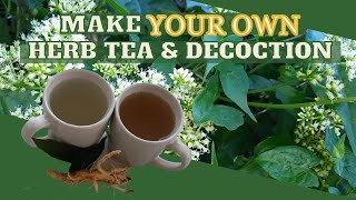 How to Make HOMEMADE Herbal Tea amp Decoction Tea From YOUR Garden Herbs  Earths Medicine [upl. by Erastatus687]