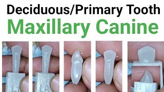 Carving of Primary Maxillary Canine  Carving of Deciduous Maxillary Canine  Maxillary Canine [upl. by Sheeran]