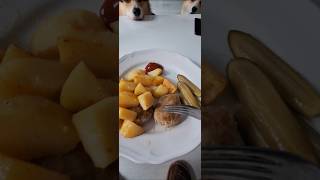 Pyszny sznycelek z corgi welshcorgi corgi sznycel mielony pies obiad Shorts [upl. by Lura]