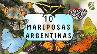 10 MARIPOSAS ARGENTINAS [upl. by Farland]