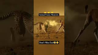 Animal Funny Moments 😅 Shorts viralvideo trending ytshorts [upl. by Yecaj]