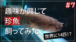 趣味が興じて珍魚飼ってみたpart7 数日間の様子Dragon Snake Head [upl. by Lavelle]