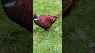 Pheasant at Pagham harbor nature reserve nature england animals asmr [upl. by Legnaesoj351]