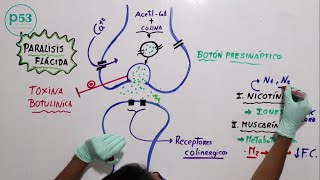 FISIOLOGÍA  Acetilcolina [upl. by Akemehs]