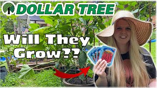 Dollar Tree Garden Seeds  Budget Garden [upl. by Ayita767]