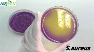 Dextrose Tryptone Agar [upl. by Johns833]