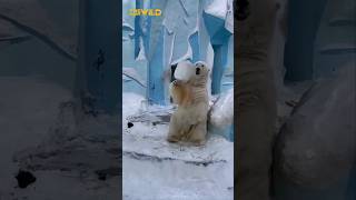 Polar Bear is the largest Terrestrial Carnivore on our planet shorts bear [upl. by Fleurette]