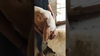 Turkey Dumba Farm in india Top quality Turkey Dumba call 7908756108viralvideo [upl. by Aelber]