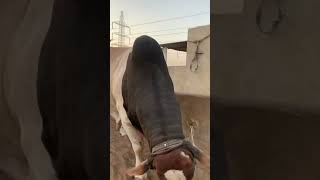 Gusa Mai Awaz Suno animalslover cow goat cattle sakrancattle [upl. by Hilel]