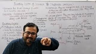 Excretory System of Cockroach 🪳Malpighian Tubule structureUricose glandNephrocyteFat body [upl. by Gnahk388]