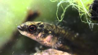 910 Spined Stickleback Pungitius pungitius Underwater UK [upl. by Aredna]