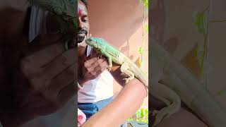 Green iguana sun bath iguana minivlog pets [upl. by Tymon]